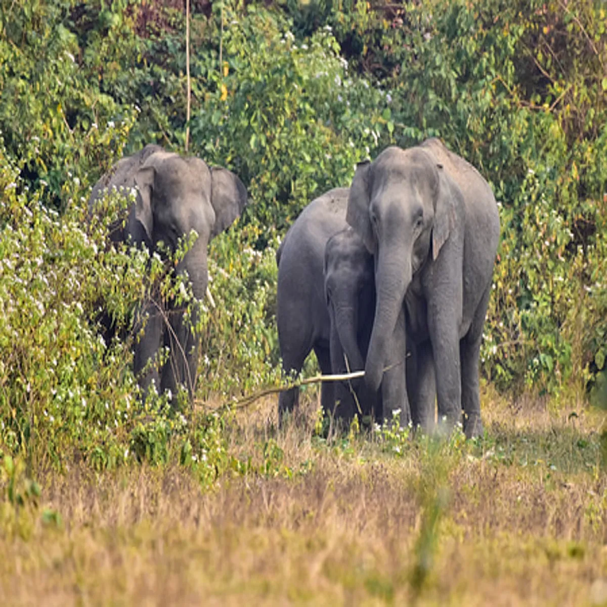 Wildlife saranda forest rescue centres planned