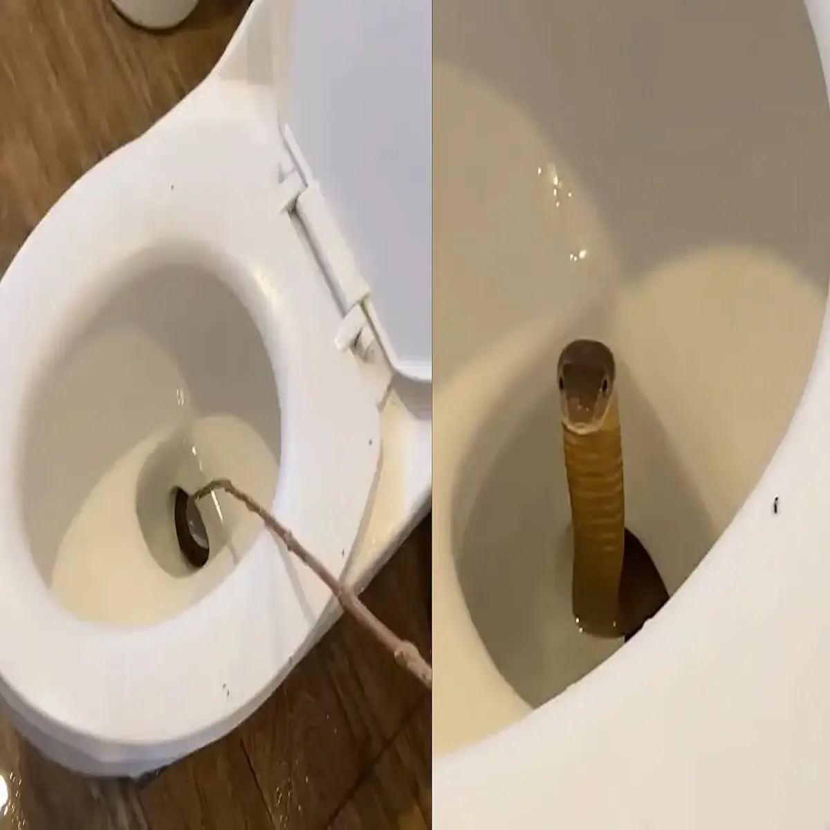 Snakeresort tourists horrified after snake emerges