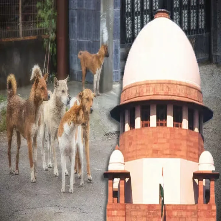Stray dog control court rules