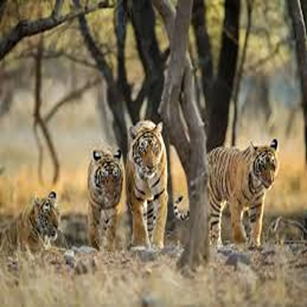 Tigerpopulation uttarakhand forests witness sharp rise