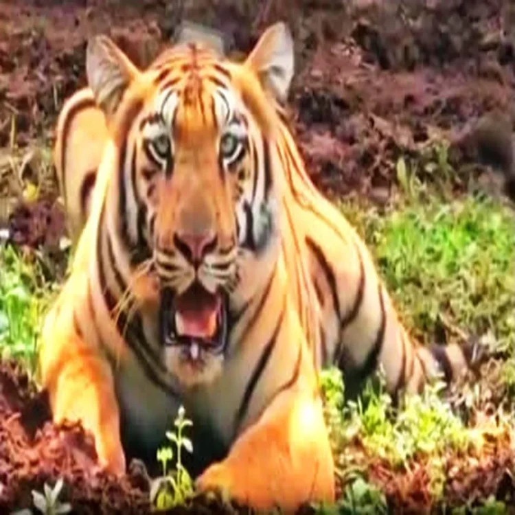 Veteran corbett tiger vikram dies