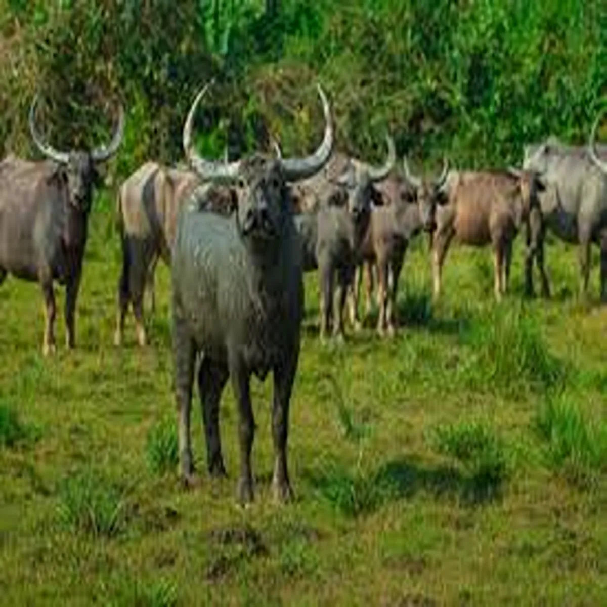 Wildbuffalo chhattisgarh revises conservation strategy after
