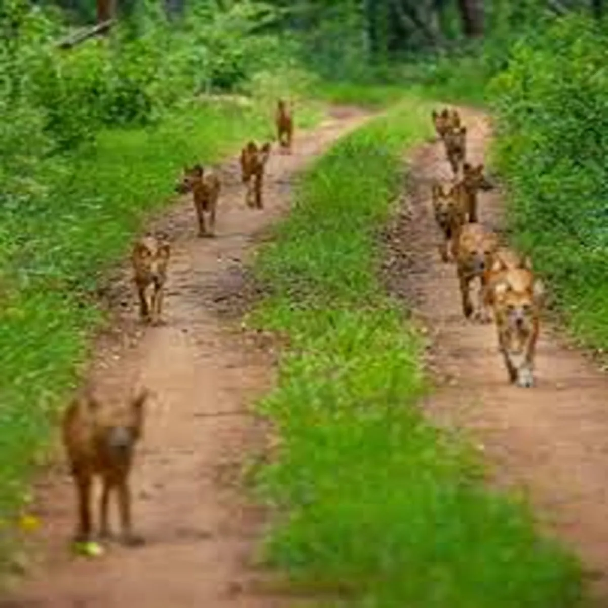 Wildlife assam sees rare wild dogs