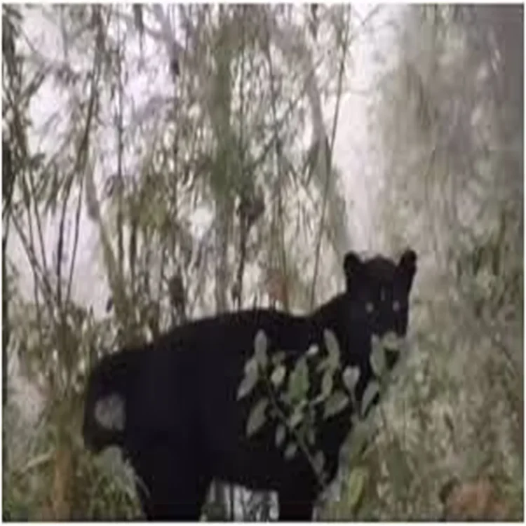 Wildlife conflict bharatpur panther killing