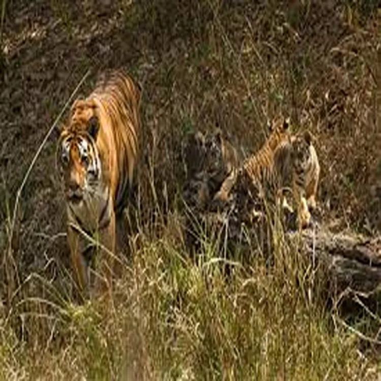Wildlife crime haridwar tiger cubs