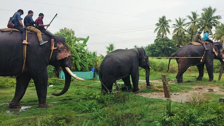 Wildlife elephant leopard alarm