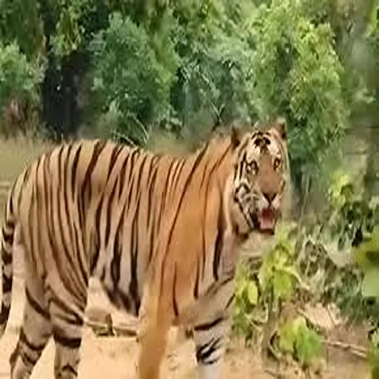 Wildlife surveillance andhra pradesh
