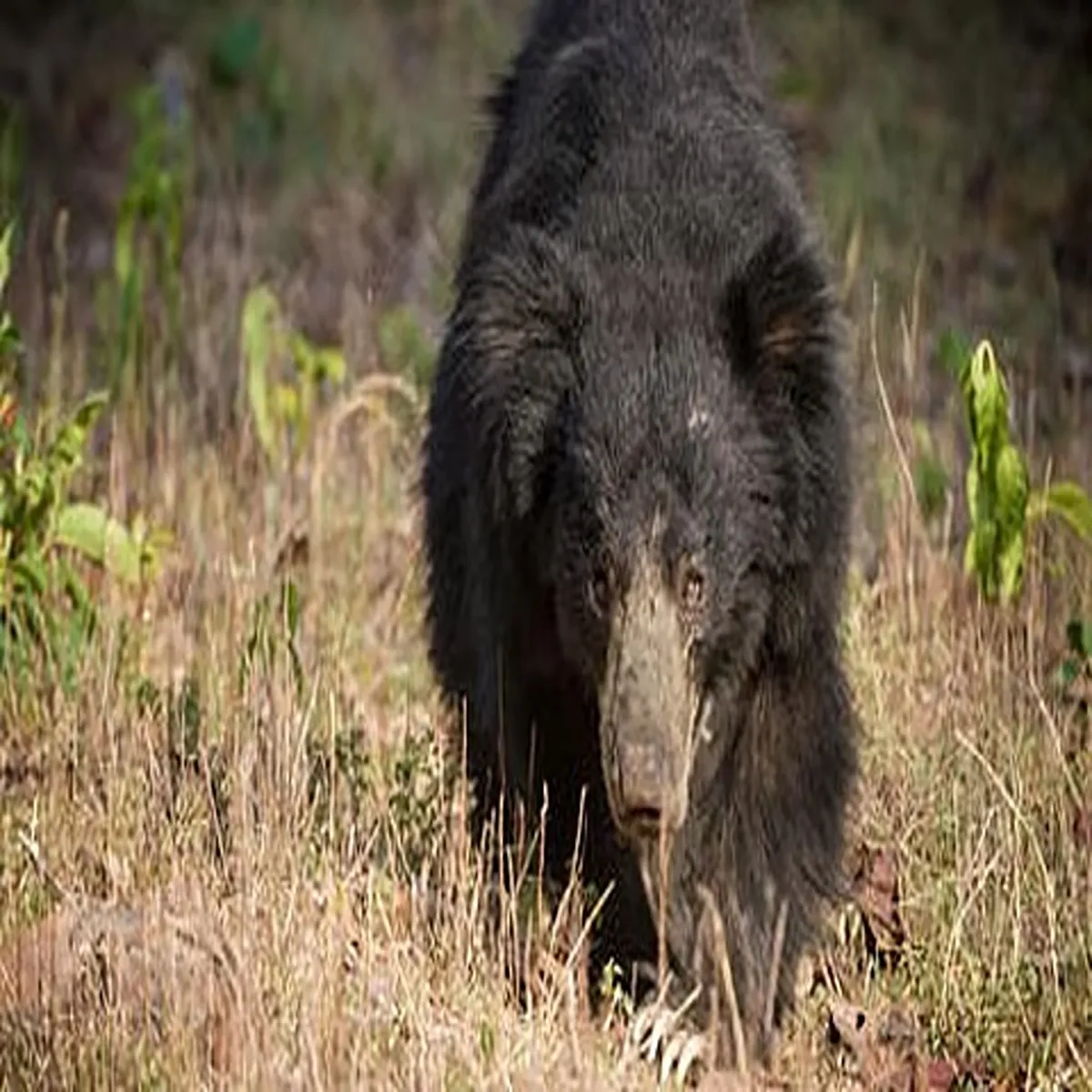 Wildlife teenager seriously hurt sloth bear
