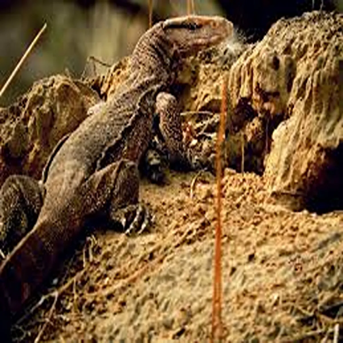 Wildlifetrafficking ranchi hotel raid uncovers illegal