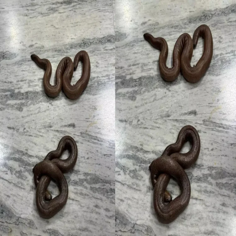 Wildlife trafficking warangal snake trade