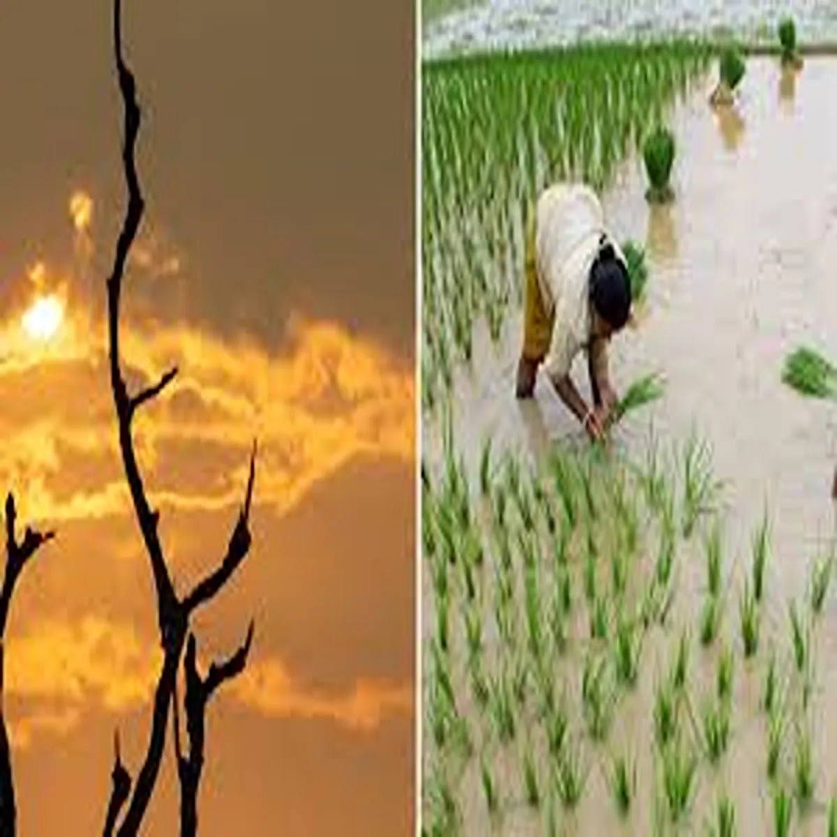 Agriculture timely farm advisories become key