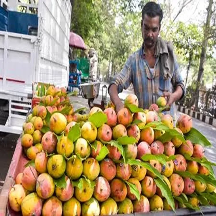 Andhra mango farmers price support