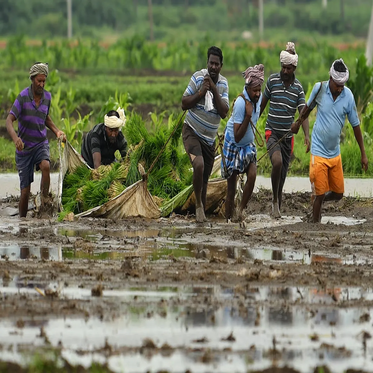 Agriculture andhra pradesh pushes climate ready