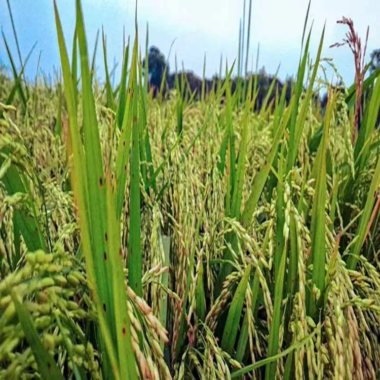 Andhra pradesh farmer support reforms