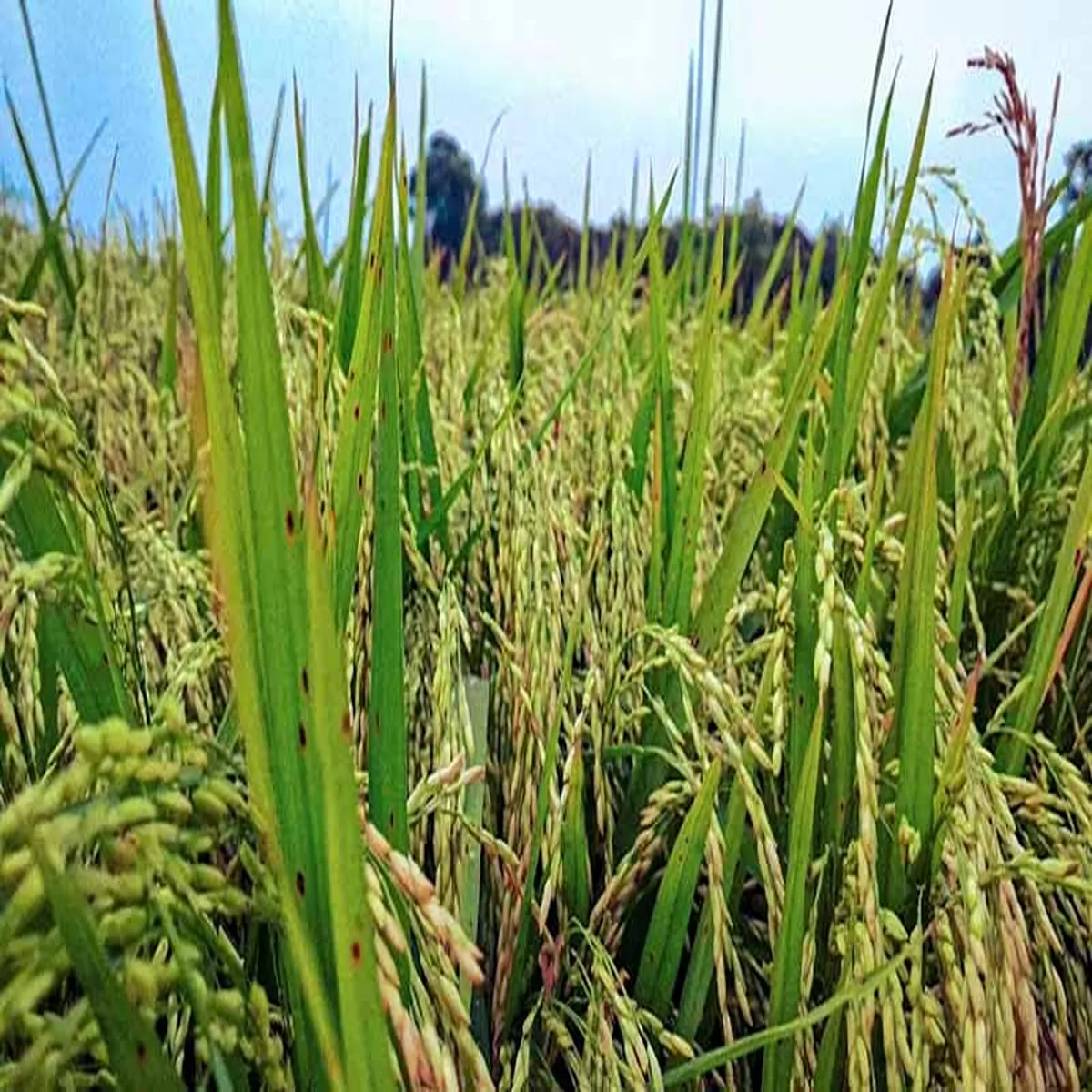 Agriculture andhra pradesh strengthens farmer support