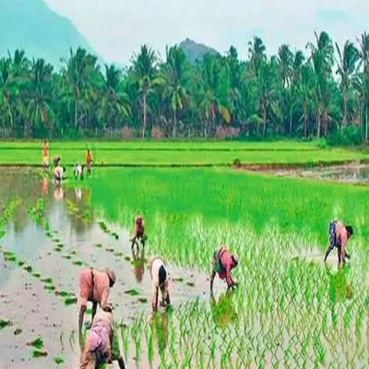 Andhra pradesh monsoon rainfall agriculture recovery