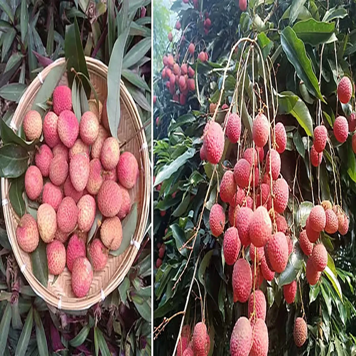 Assam tezpur litchi global exports 2