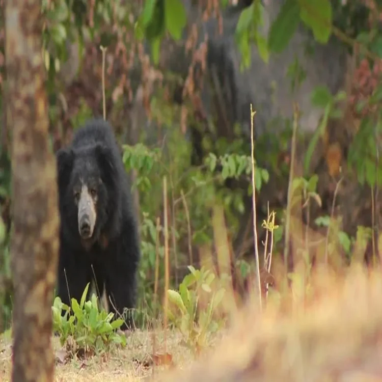 Bear rescued from maharashtra residential area