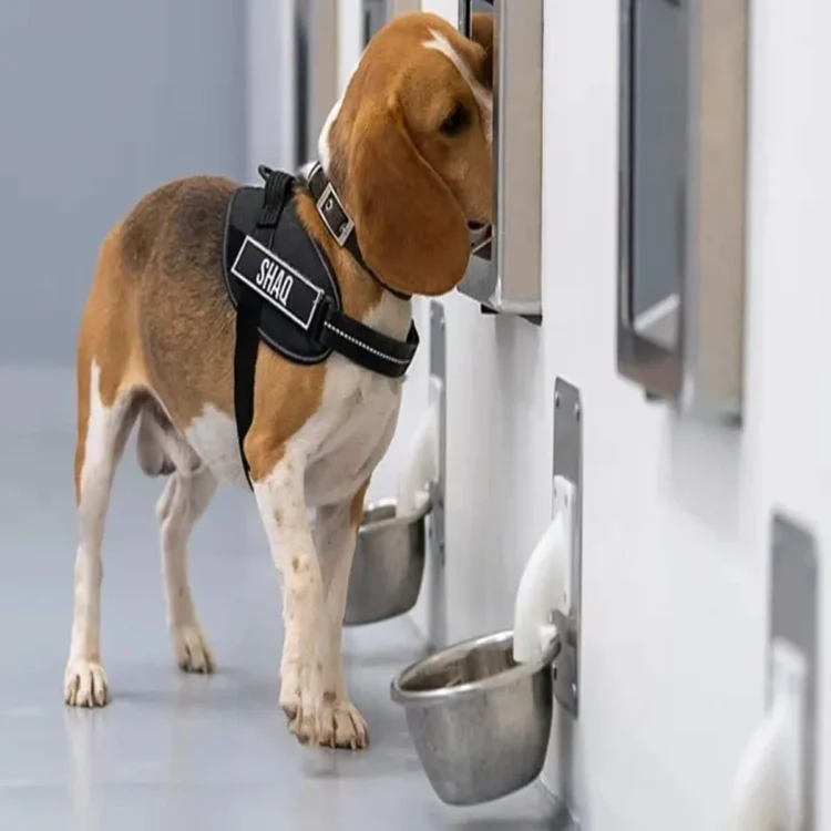 Cancer detection dogs ai screening