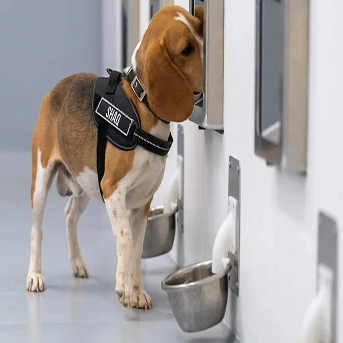 Cancerdetection bengaluru startup uses dogs advance