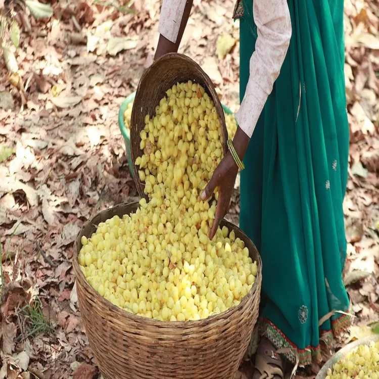 Chhattisgarh mahua liquor industry plan