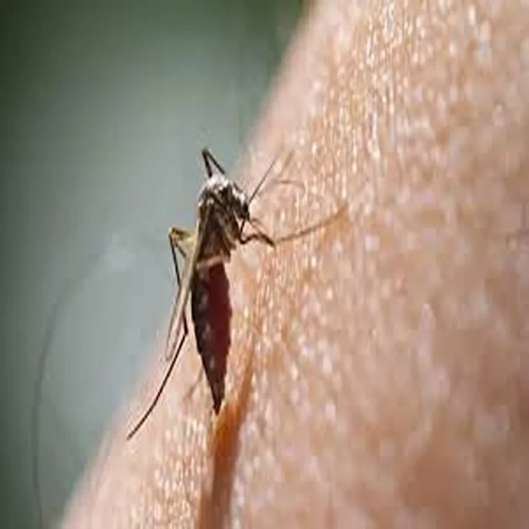 Delhi dengue cases before monsoon