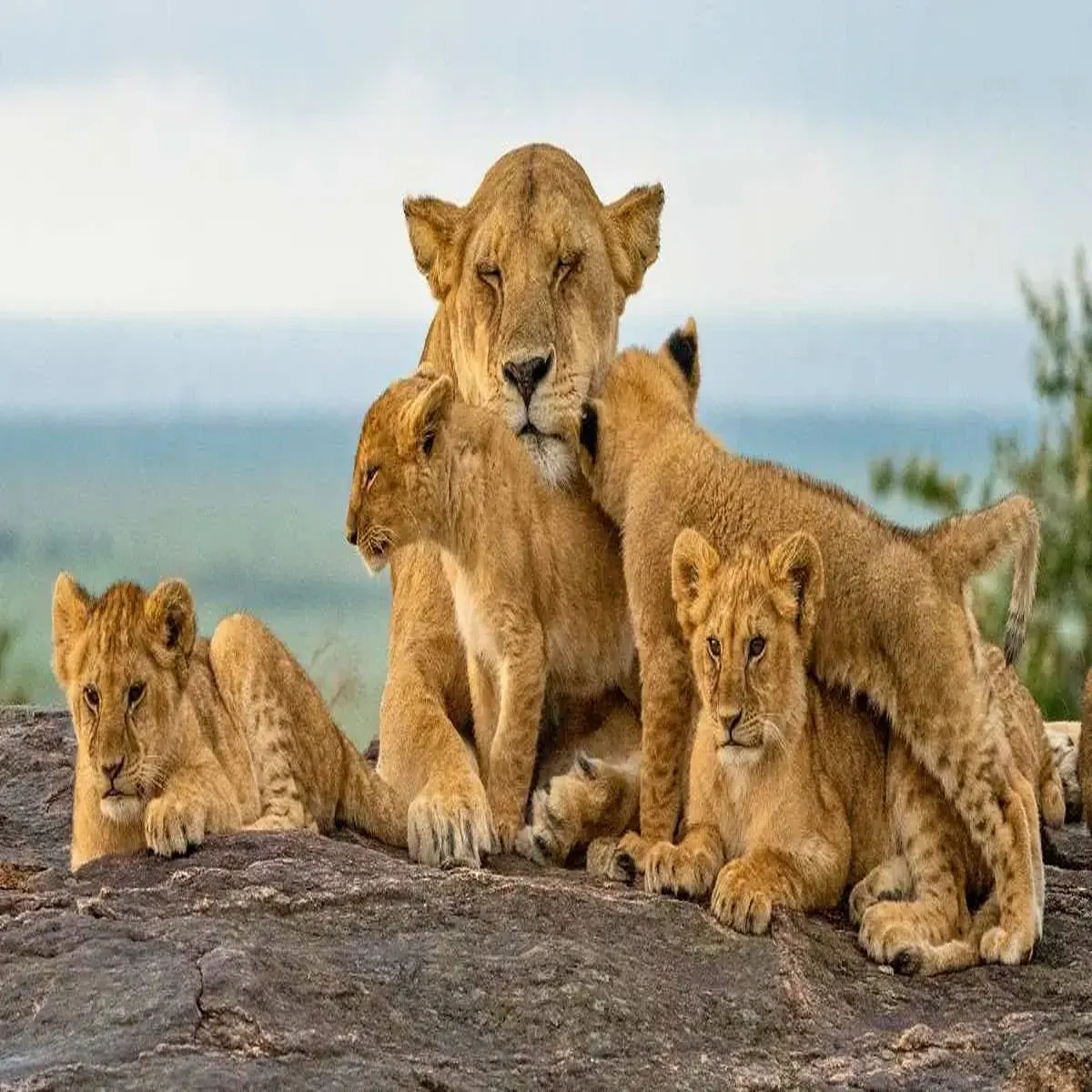 Wildlife conservation delhi zoo awaits new