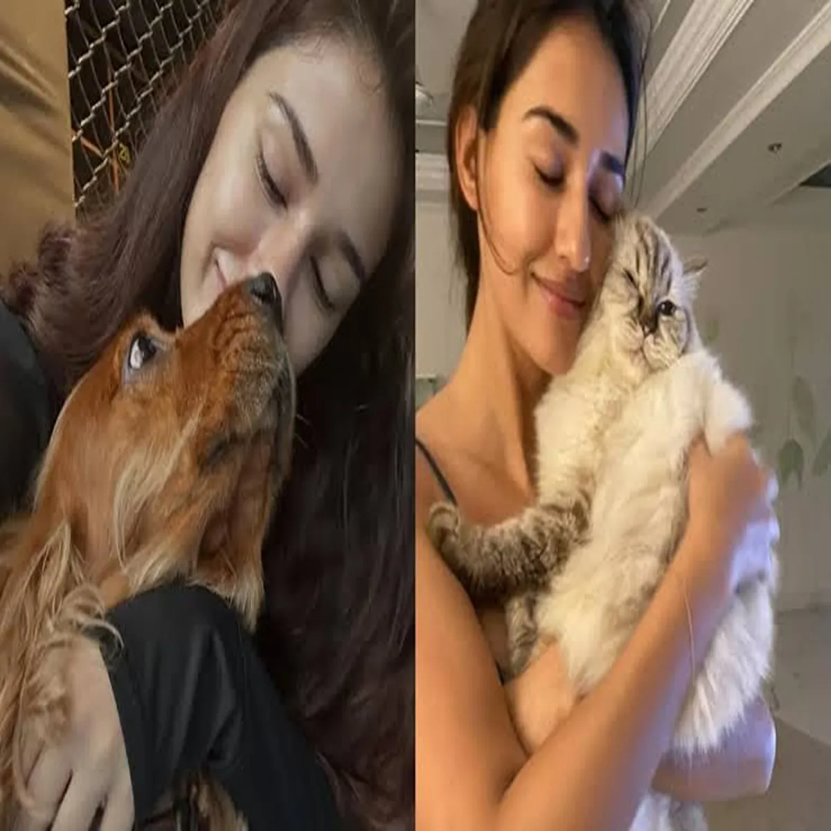 Petloss disha patani mourns heartbreaking loss