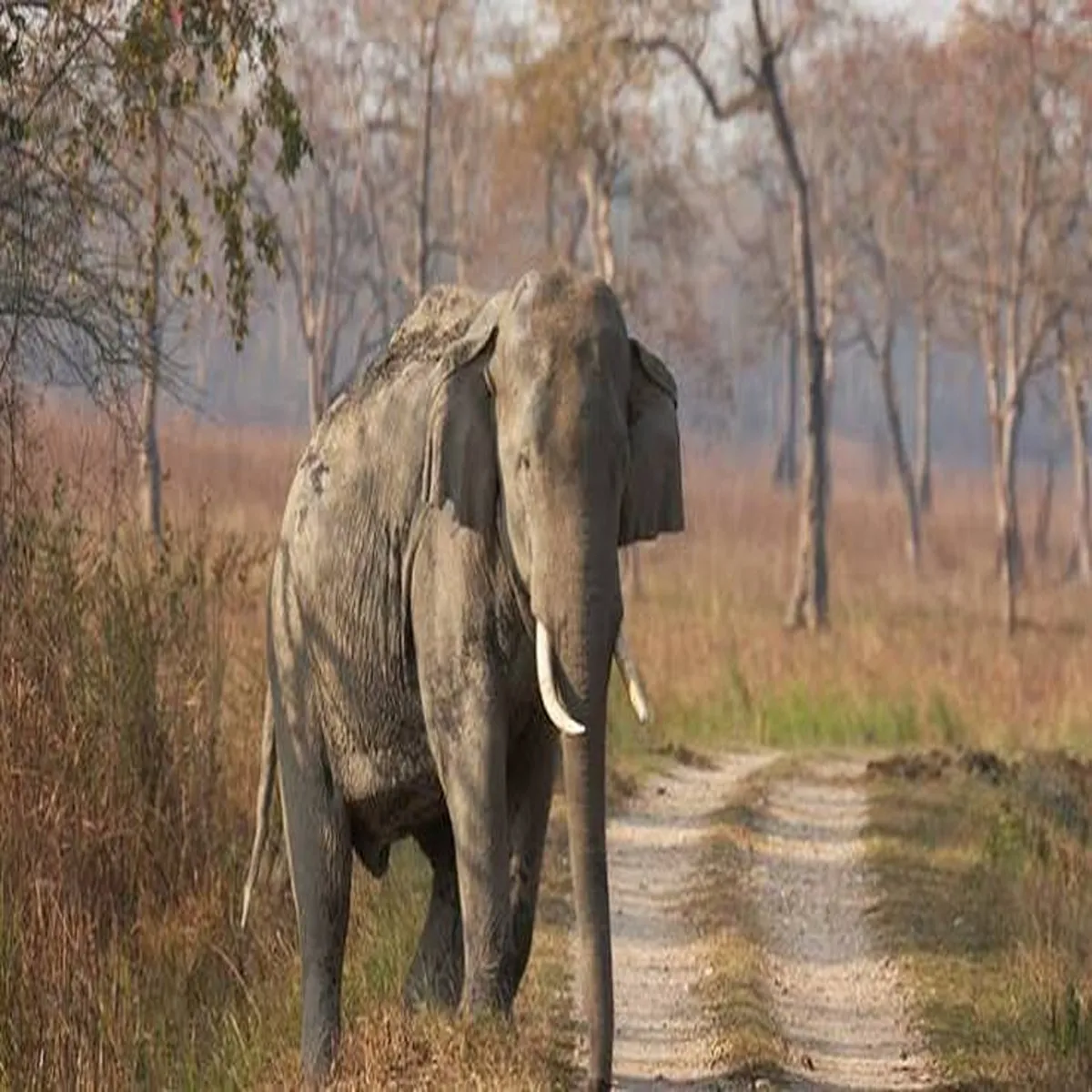 Elephantsafety forest department orders probe after