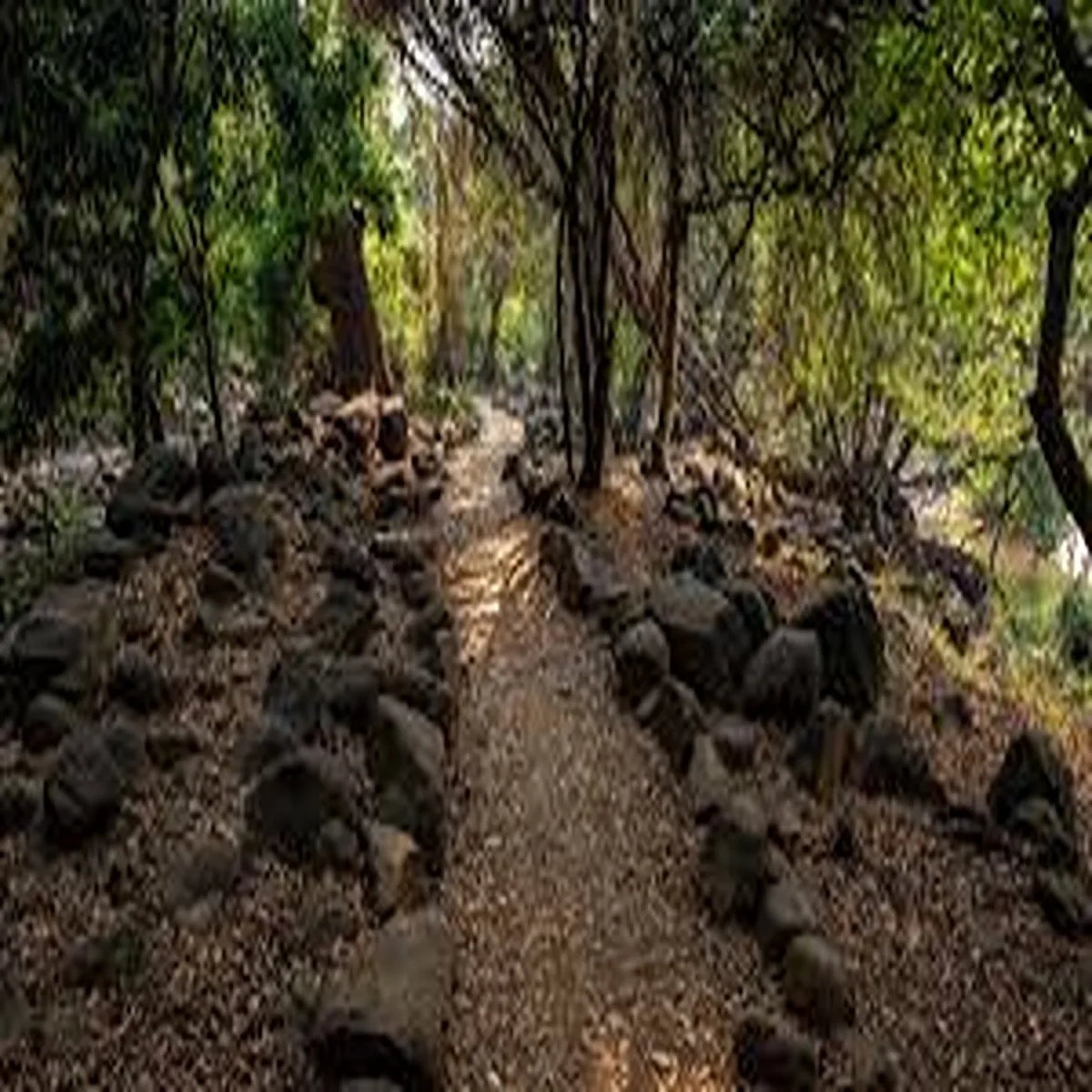 Environment kharge alleges forest loss weakening