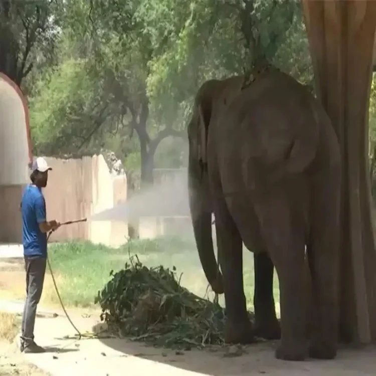 Heatwave delhi zoo staff challenges