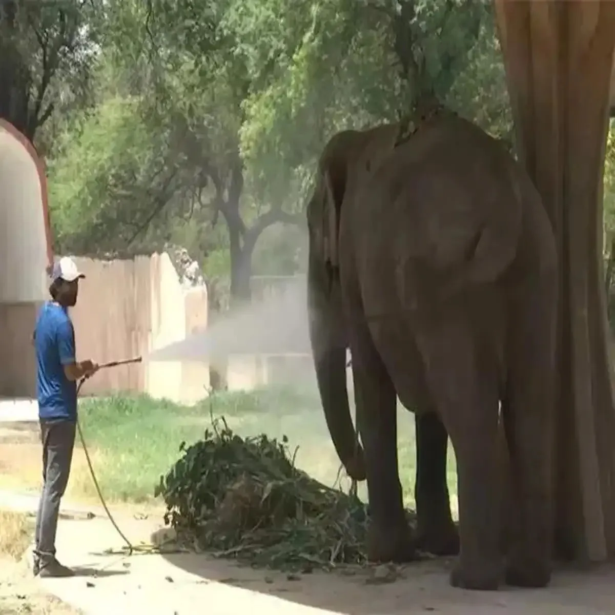 Heatwave delhi zoo security staff face