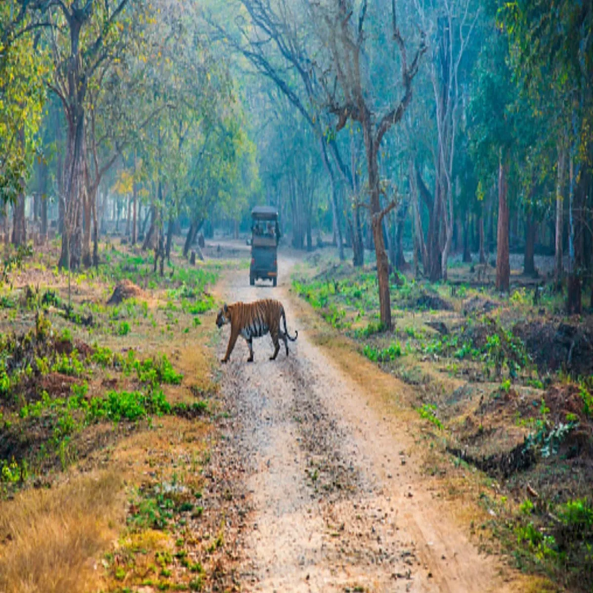 Karnataka reopens bandipur nagarahole safari operations