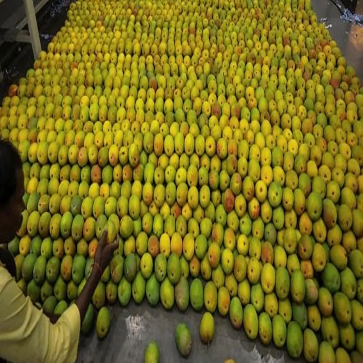 Mangomarket sharp fall mango prices brings