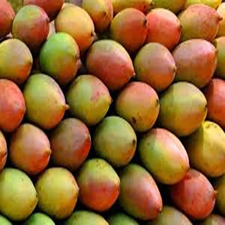 Mangomarket totapuri prices crash farmers