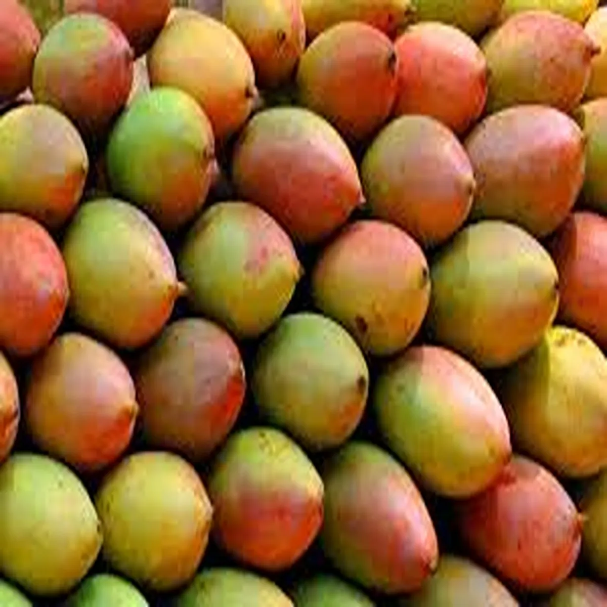 Mangomarket totapuri farmers face mounting losses