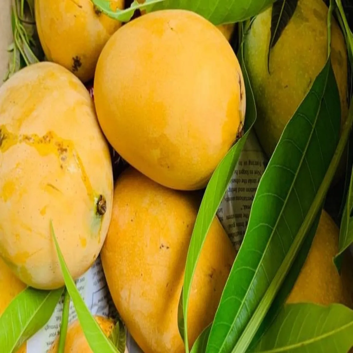 Trade nepal tightens mango import rules