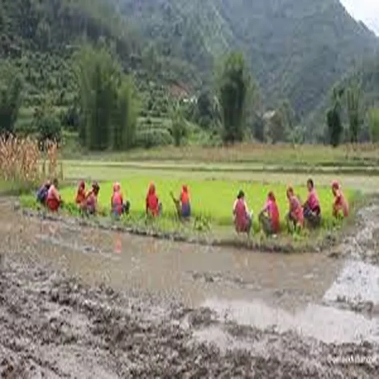 Nepal paddy festival 2026