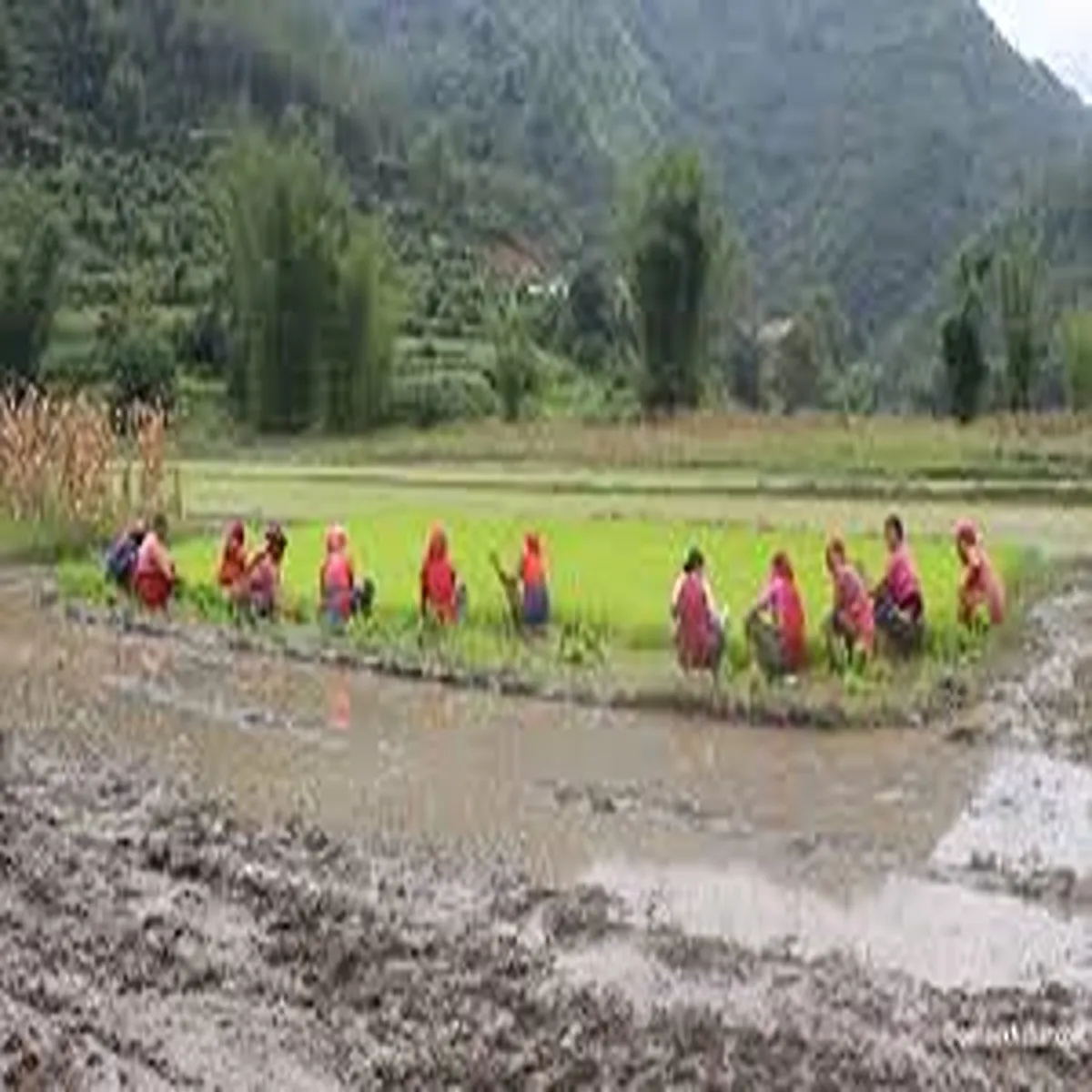 Agriculture nepal marks national paddy day