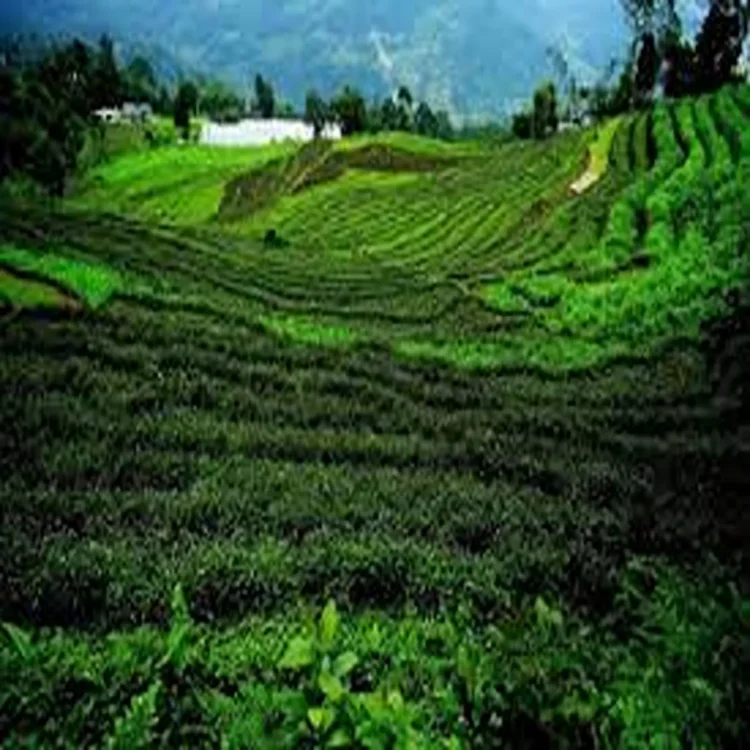 Organic farming sikkim green economy