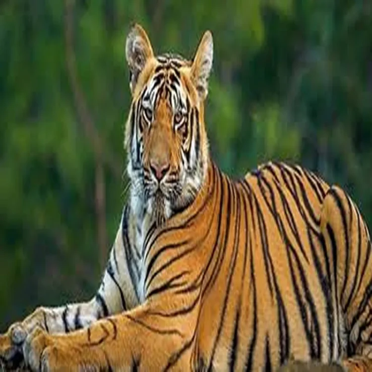 Palamu wildlife water conservation project