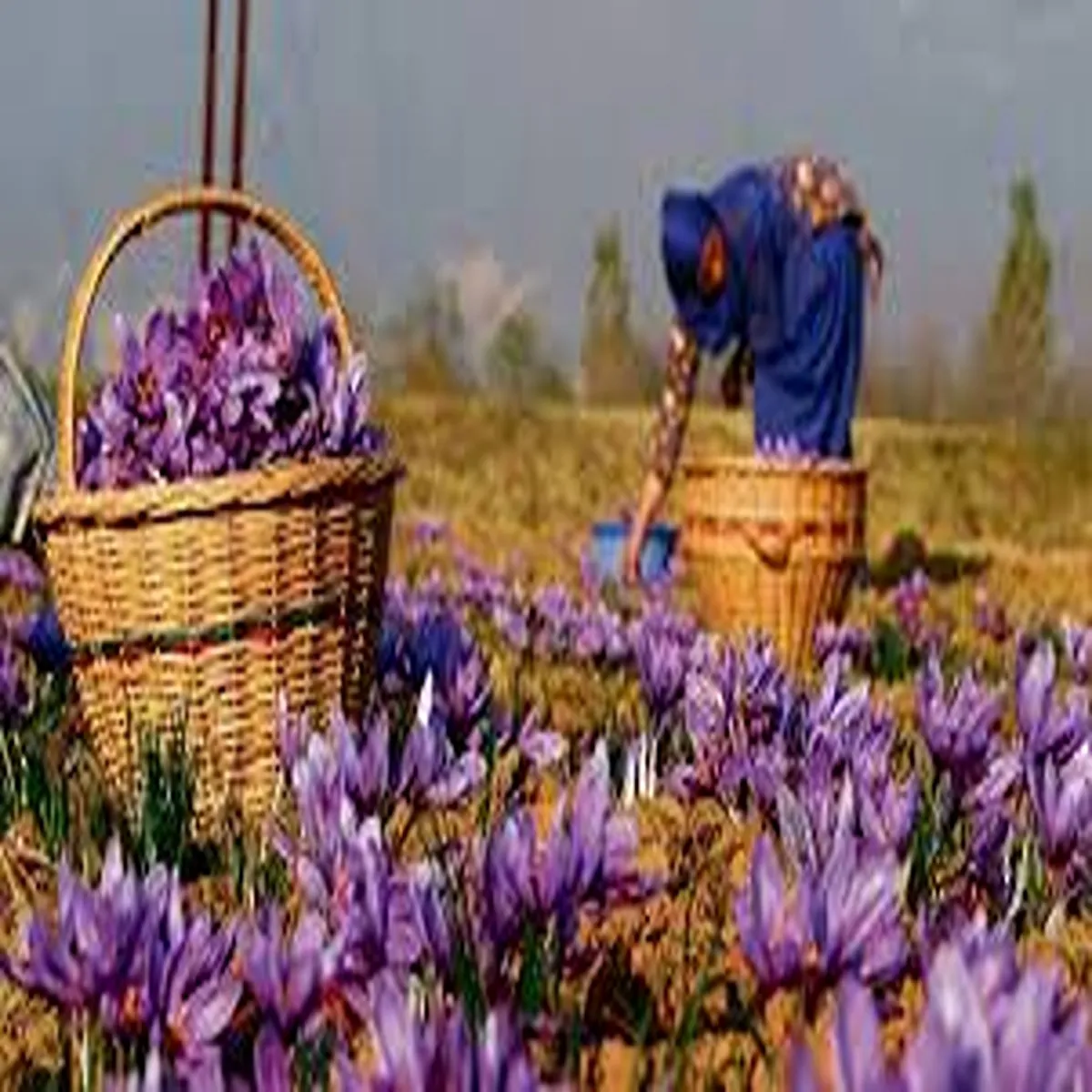 Saffron kashmir growers benefit global supply