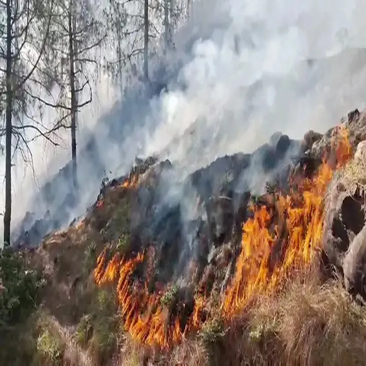 Wildfires major forest blazes reported across
