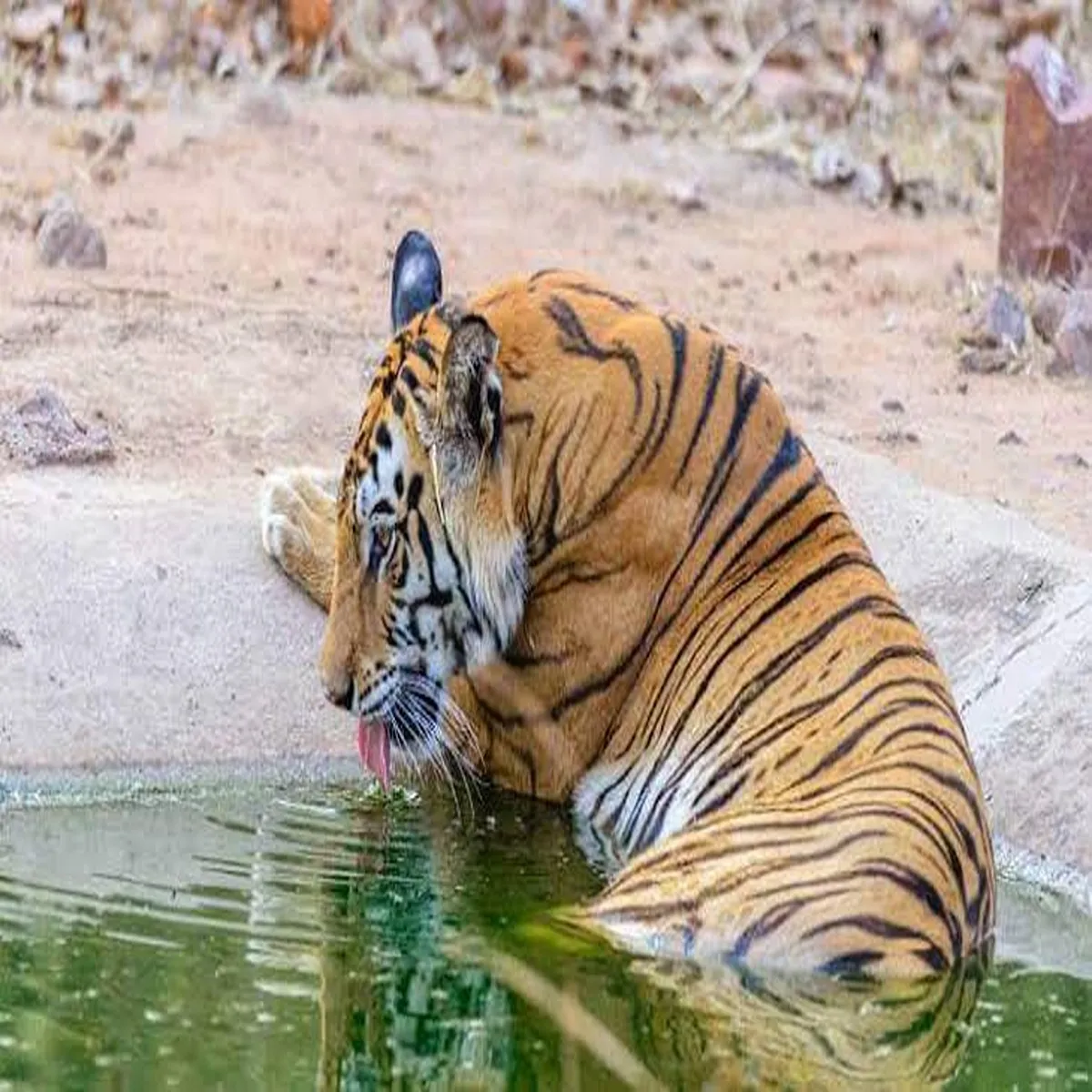 Tiger conservation week royal ranthambore international