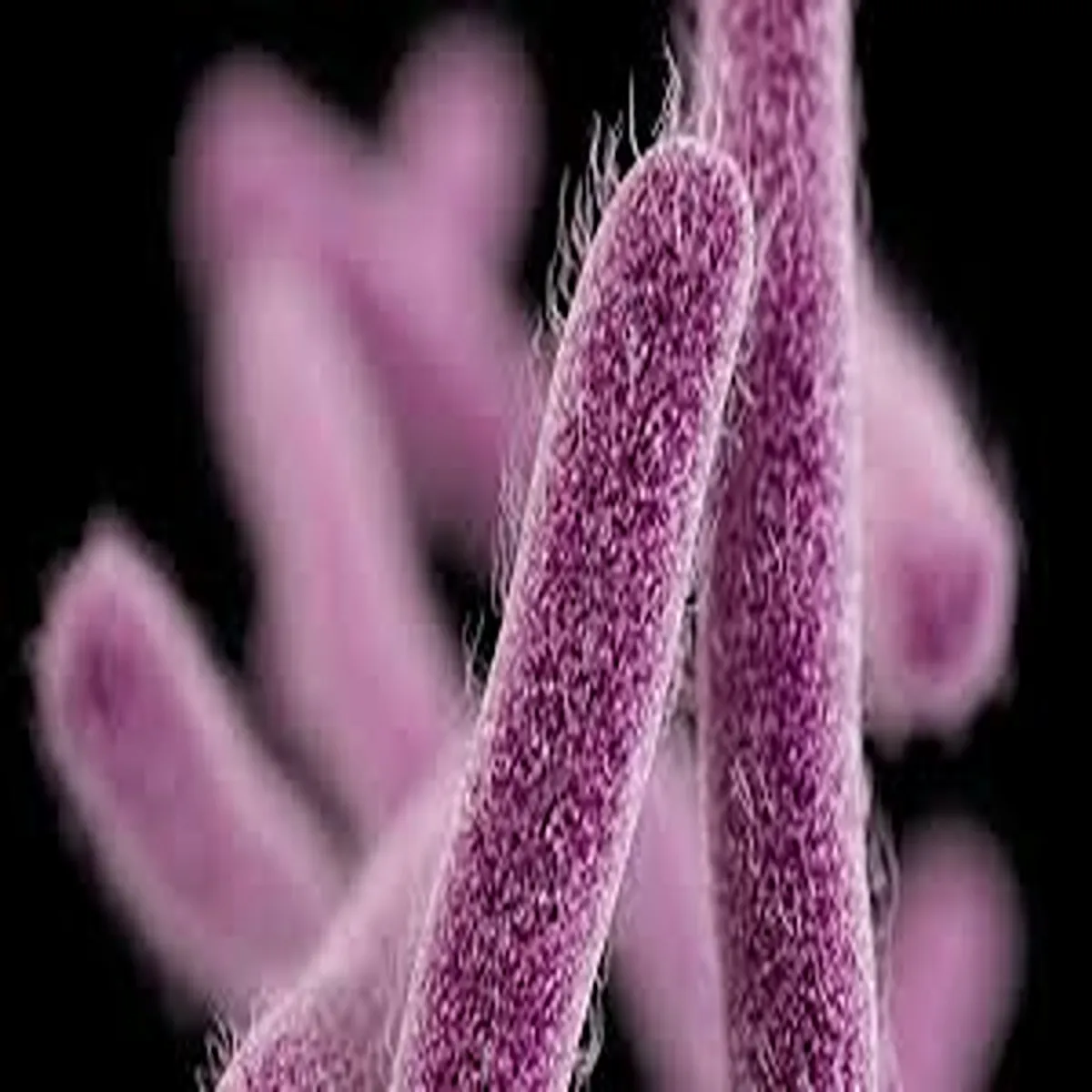 Shigella kerala records fresh cases health