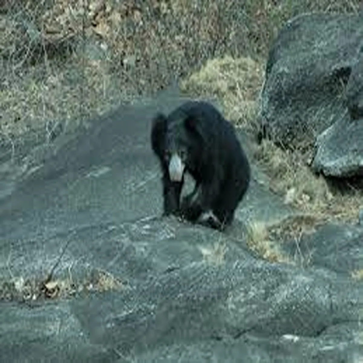Sloth bear research study reveals bears