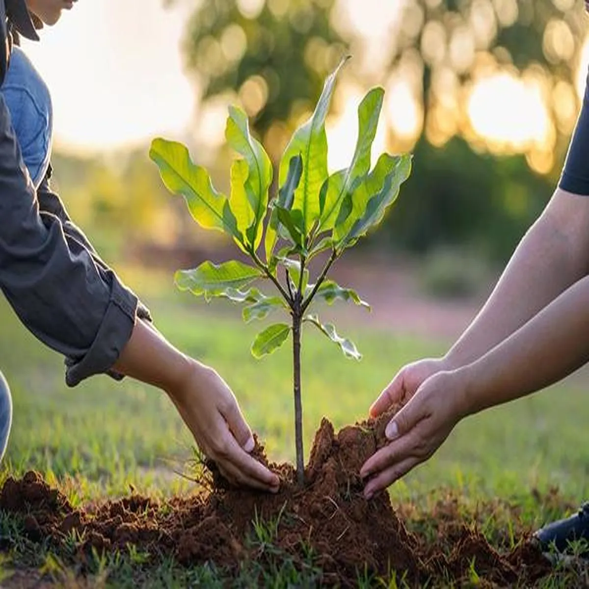 Environment madhya pradesh begins statewide tree