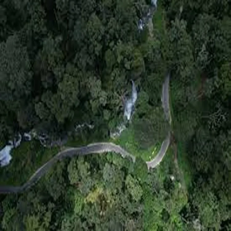 Supreme court urges protection of forest ecosystems