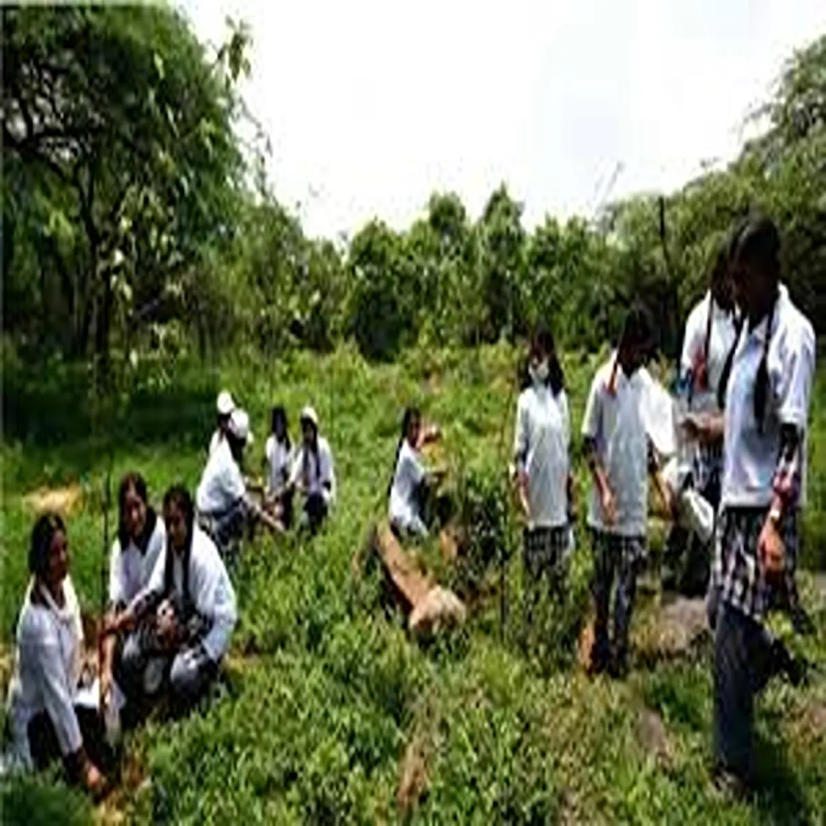 Environment tree plantation campaign highlights need
