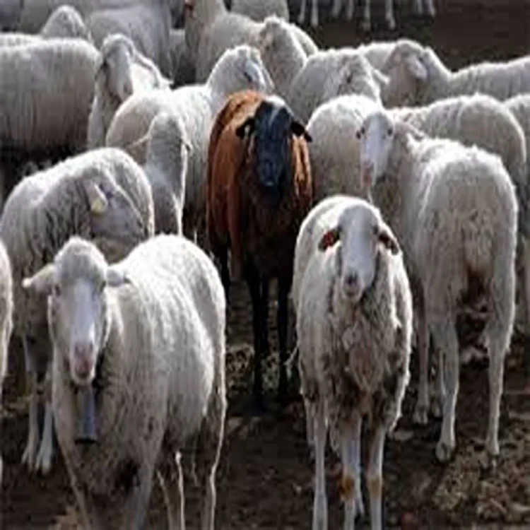 Twenty sheep die pulwama grazing area